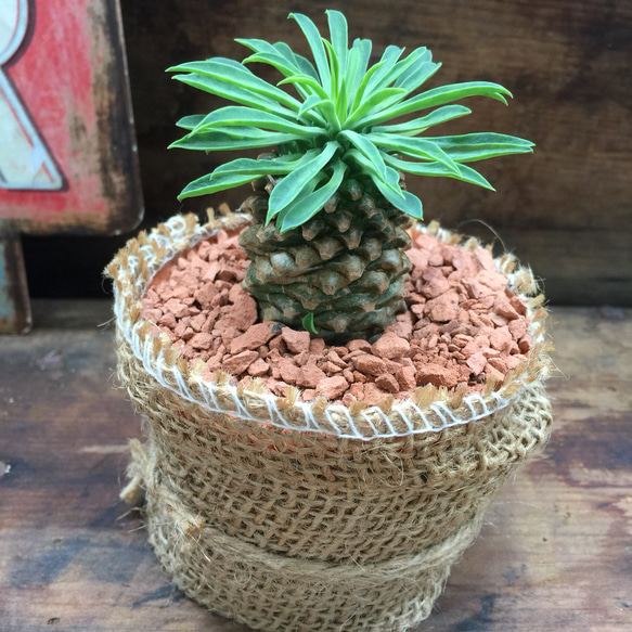 ソテツキリン特大 ソテツキリン♡大人気♡ユーフォルビア♡パイナップルコーン♡多肉植物