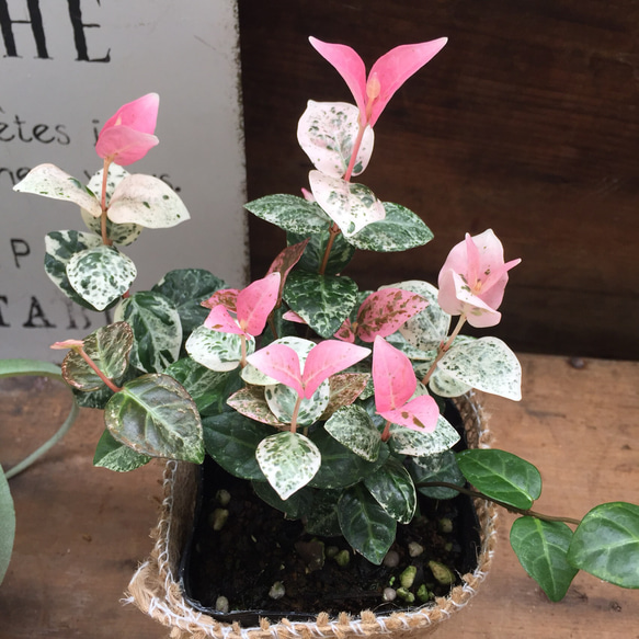ピンクと白の初雪カズラ♡つる性♡観葉植物♡寄せ植え♡ハンギング