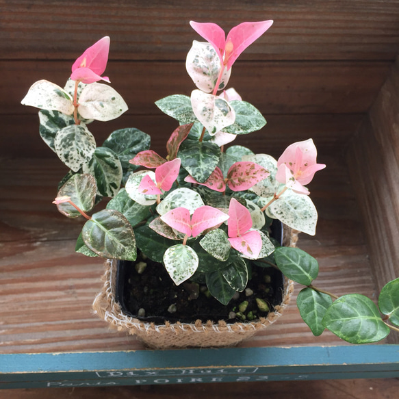 ピンクと白の初雪カズラ♡つる性♡観葉植物♡寄せ植え♡ハンギング♡ 2枚目の画像