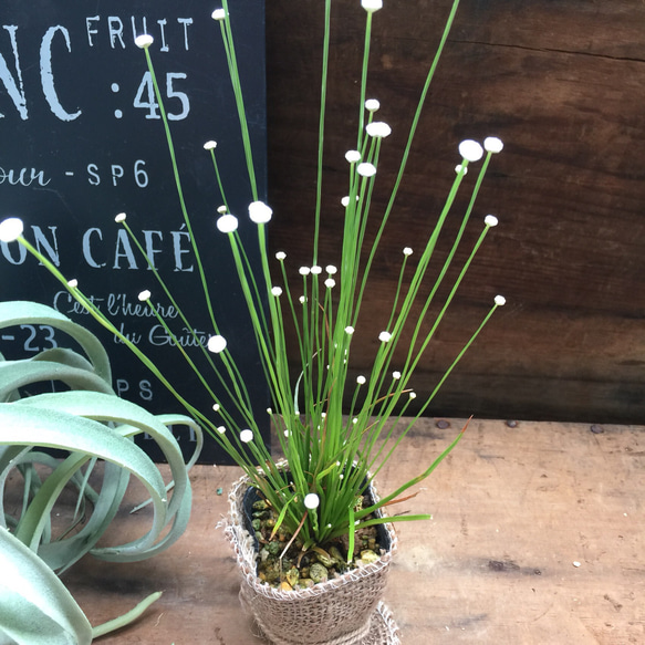 白玉の花♡天の川♡白玉星草♡観葉植物♡ガーデニング♡インテリア♡多肉植物 1枚目の画像