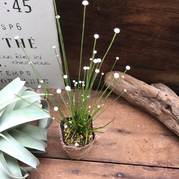 白玉の花♡天の川♡白玉星草♡観葉植物♡ガーデニング♡インテリア♡多肉植物 2枚目の画像