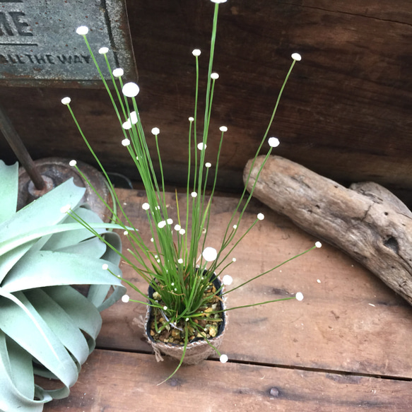 白玉の花♡天の川♡白玉星草♡観葉植物♡ガーデニング♡インテリア♡多肉植物 5枚目の画像