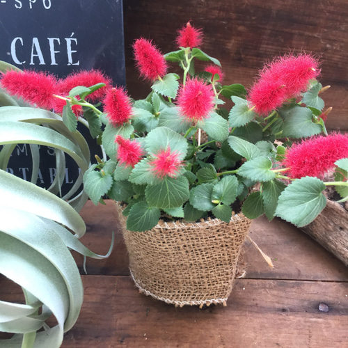 赤いフワフワの花♡キャットテール♡観葉植物♡インテリア 赤いフワフワの花♡キャットテール♡観葉植物♡インテリア