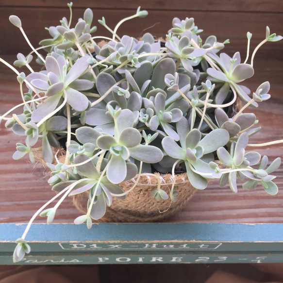 子供いっぱい♡子持ち蓮華♡セダム♡多肉植物♡インテリア