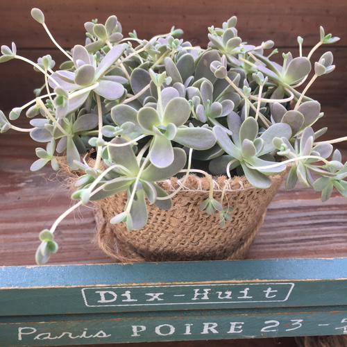 多肉植物セダム★子持ち蓮華★ セダム（オロスタキス）：子持ち蓮華3-3.5号ポット の通販