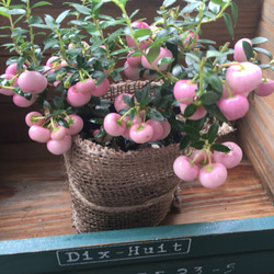真珠の木♡即完売♡ピンク♡パールツリー♡クリスマス♡ガーデニング♡インテリア♡観葉植物♡ 5枚目の画像
