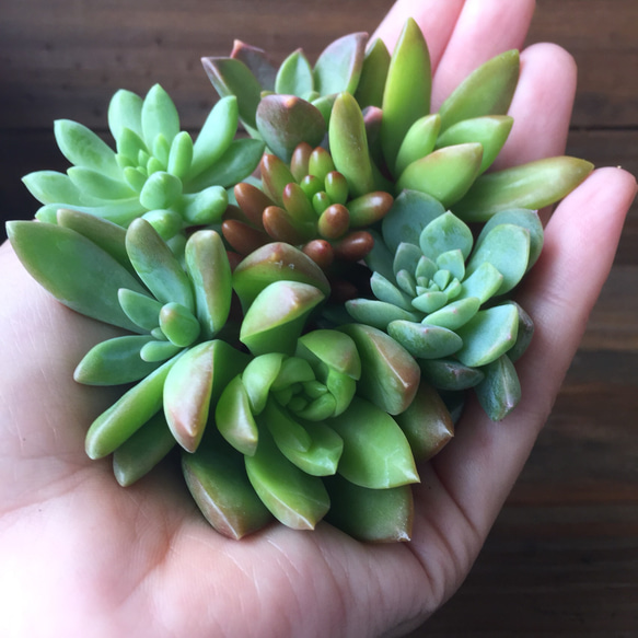 根付き7株♡寄せ植えに♡多肉植物♡ガーデニング♡初心者の方に♡セダム 2枚目の画像