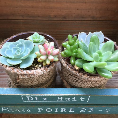 多肉植物 紫と緑のグラデーション 複数株*6 多肉植物 紫と緑のグラデーション 複数株*6 多肉植物 紫と緑の