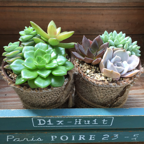 ♡寄せ植えセット♡多肉植物♡ お得♡多肉植物16個セット♡根付き♡寄せ植え♡ アートフラワー