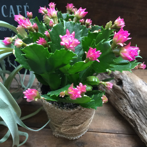 コンペイトウ♡ピンク♡デンマークカクタス♡多肉植物♡インテリア