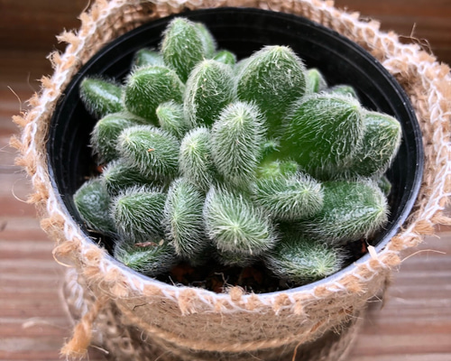 多肉植物 ヒントニー｜Yahoo!フリマ（旧PayPayフリマ）
