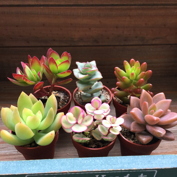 1号6個セット♡寄せ植え♡多肉植物♡インテリア♡ガーデニング 多肉
