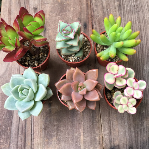 1号6個セット♡寄せ植え♡多肉植物♡インテリア♡ガーデニング 多肉