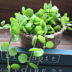 ハートジュエリー♡丈夫な観葉植物♡ディスキディア♡インテリア♡おしゃれなプランツ♡ 5枚目の画像