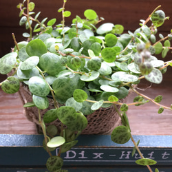 キャンディコイン♡ぺぺロミア♡タートル♡観葉植物♡ガーデニング 5枚目の画像