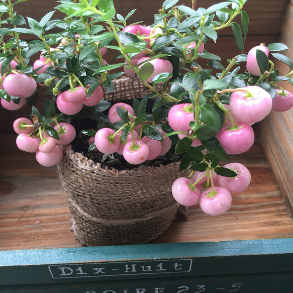 大人気♡真珠の木♡ピンク♡パールツリー♡観葉植物♡ガーデニング♡ 4枚目の画像