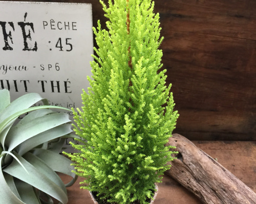 本格クリスマスツリー☆ ゴールドクレスト植木ごと④ ひろい