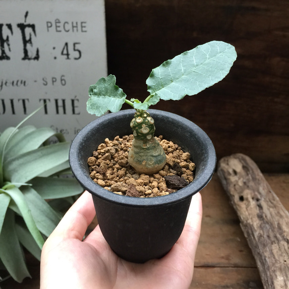 3個のみ♡希少♡塊根植物♡ドルステニア♡フォエチダ♡観葉植物♡ガーデニング 1枚目の画像