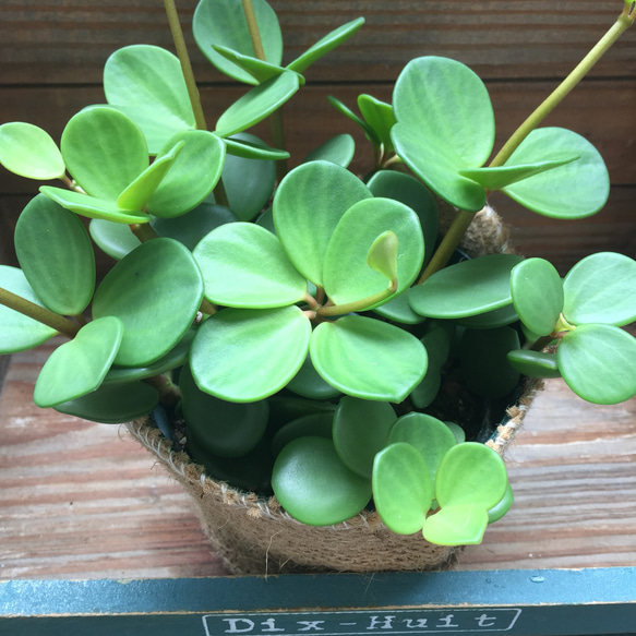 観葉植物 ぺぺロミア ホープ♡ 楽天市場】観葉植物/ぺぺロミア ：ホープ3号ポット : 園芸ネット