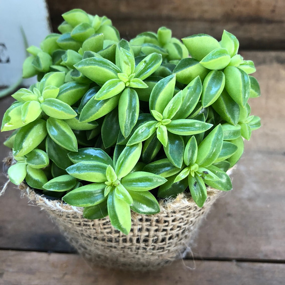 尖っ た 葉っぱ 観葉 植物