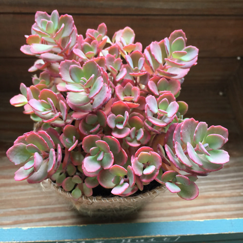 大人気♡紅ミセバヤ♡多肉植物♡セダム♡ガーデニング♡モリモリ