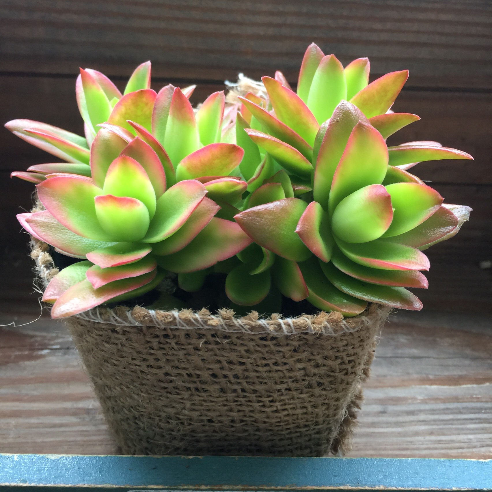 多肉植物 モリモリ虹の玉♡安心のポットごと！赤ちゃんもいっぱい♡ 2025.5.23 . 紅葉は少しずつ覚めてきてるけど元気モリモリな多肉