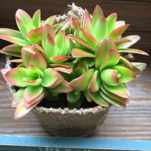 火祭り♡紅葉♡モリモリ♡多肉植物♡ガーデニング♡インテリア アート