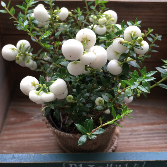 SALE♡真珠の木♡ホワイト♡パールツリー♡ガーデニング♡観葉植物 1枚目の画像