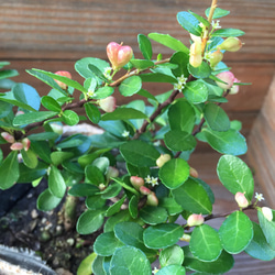 ハートのなる木♡ハートの実♡観葉植物♡ガーデニング♡毎年大きく♡ 2枚目の画像