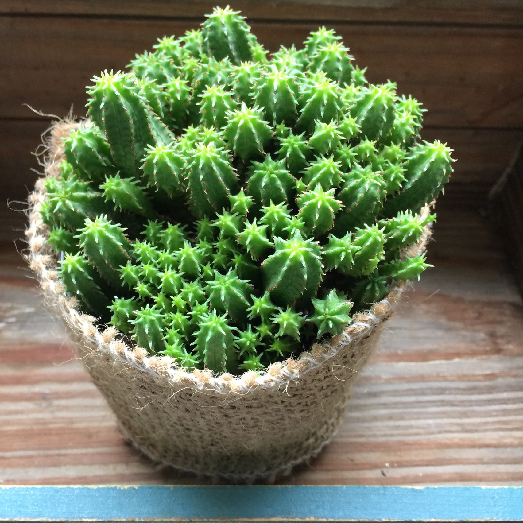ユーフォルビアクラビゲラ現地球発根済 観葉植物 - 塊根植物・コーデックス