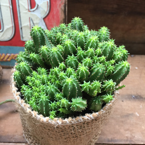 星型の突起♡希少♡エノプラヒール♡ユーフォルビア♡子株いっぱい♡多肉植物♡ 3枚目の画像