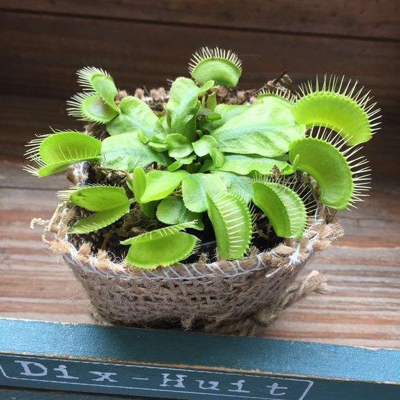 ハエトリ草♡大人気♡食虫植物♡ハエトリソウ♡多肉植物♡ガーデニング♡観葉植物♡ 3枚目の画像