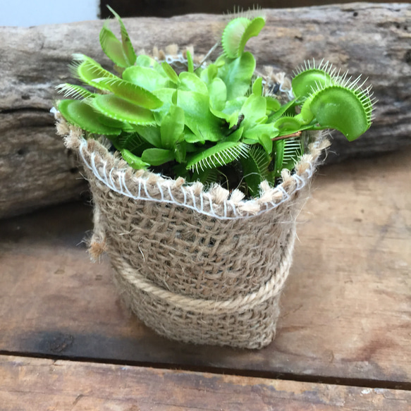 ハエトリ草♡大人気♡食虫植物♡ハエトリソウ♡多肉植物♡ガーデニング♡観葉植物♡ 5枚目の画像