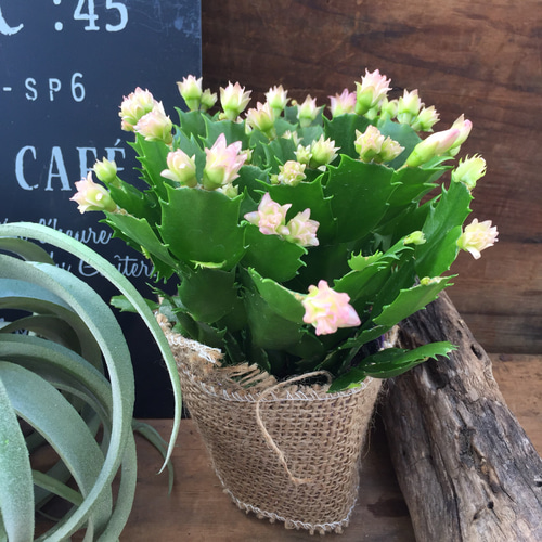 コンペイトウ♡白ピンク♡デンマークカクタス♡多肉植物♡インテリア