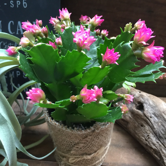 コンペイトウ♡ピンク♡デンマークカクタス♡多肉植物♡インテリア♡ガーデニング 1枚目の画像