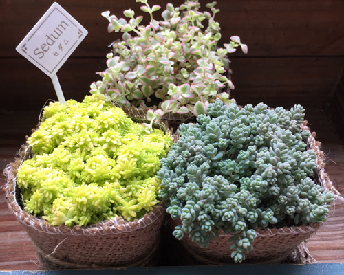 SALE♡セダム3個セット♡寄せ植え♡多肉植物♡ガーデニング