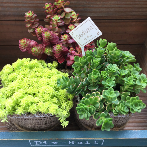 SALE♡セダム3個セット♡寄せ植え♡多肉植物♡ガーデニング