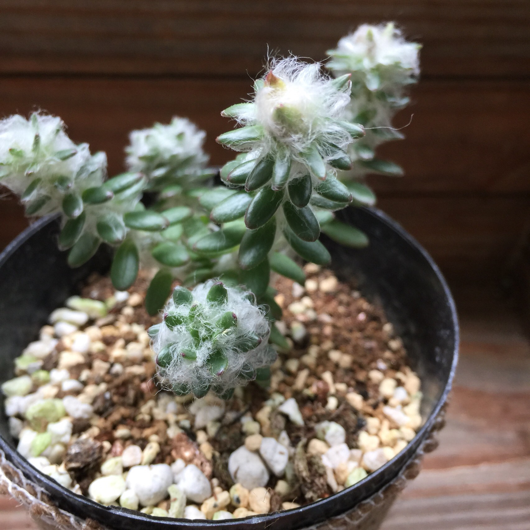 多肉植物 ポーチュラカ ピンキー カット苗(根っこ有りません) 広