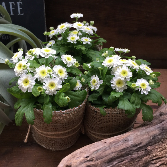 お得♡3個セット♡マトリカリア♡白花可愛い♡ガーデニング♡寄せ植え♡インテリア 4枚目の画像