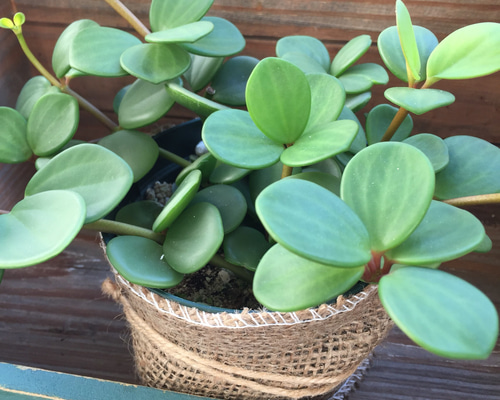 観葉植物 ぺぺロミア ホープ♡ 0_6f664a2656bf9a73c519bd067e64