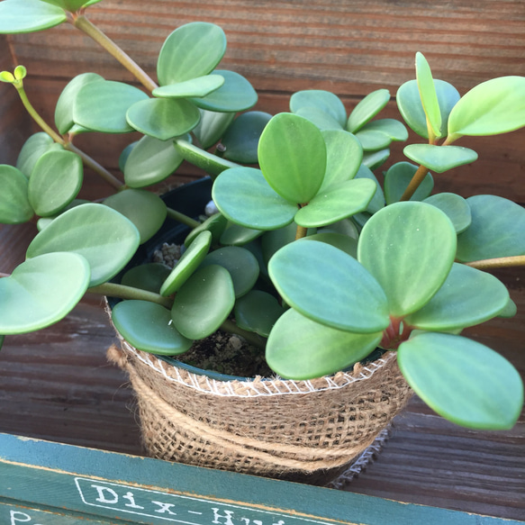 SALE♡大苗♡丸い肉厚の葉♡ホープ♡ぺぺロミア♡育てやすい♡観葉植物