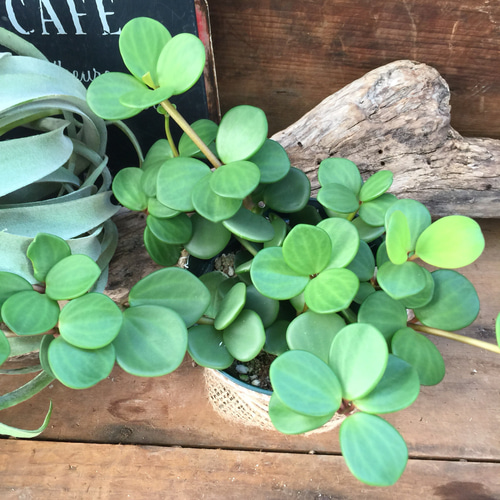 SALE♡大苗♡丸い肉厚の葉♡ホープ♡ぺぺロミア♡育てやすい♡観葉植物