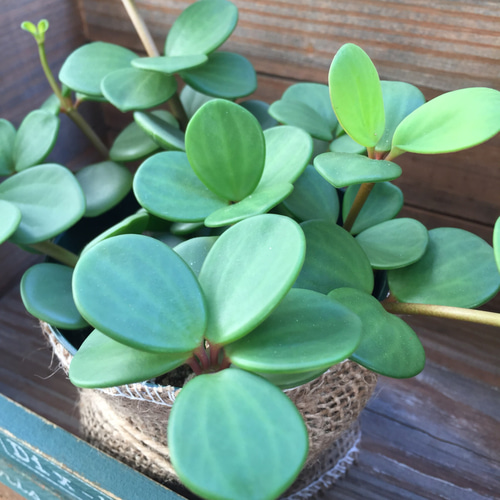 SALE♡大苗♡丸い肉厚の葉♡ホープ♡ぺぺロミア♡育てやすい♡観葉植物