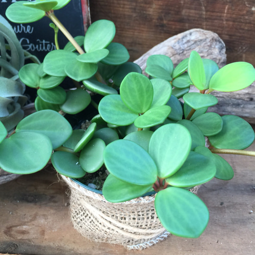SALE♡大苗♡丸い肉厚の葉♡ホープ♡ぺぺロミア♡育てやすい♡観葉植物