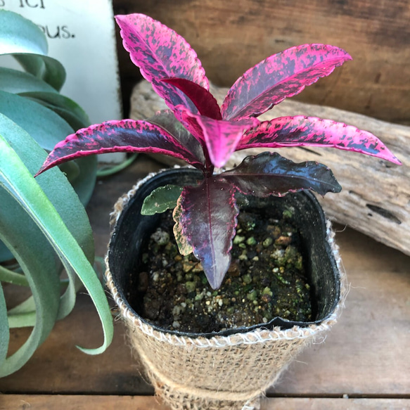 万両 福包 斑入り 2株植え?変わり葉? 万両 福包 斑入り 2