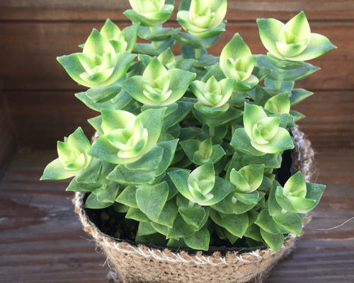 美しい♡幾重にも重なる♡南十字星♡クラッスラ♡多肉植物♡ リース