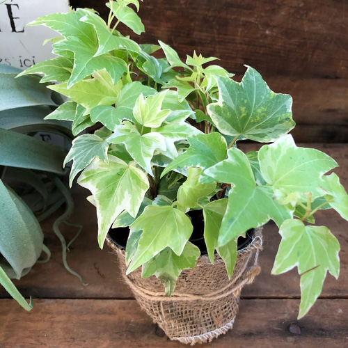 薄黄緑色の斑入り♡プリティーマミー♡観葉植物♡へデラ♡つる性