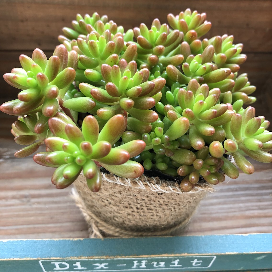 多肉植物 モリモリ虹の玉♡安心のポットごと！赤ちゃんもいっぱい♡ 多肉植物 モリモリ虹の玉♡安心のポットごと！赤ちゃんもいっぱい♡ 観葉