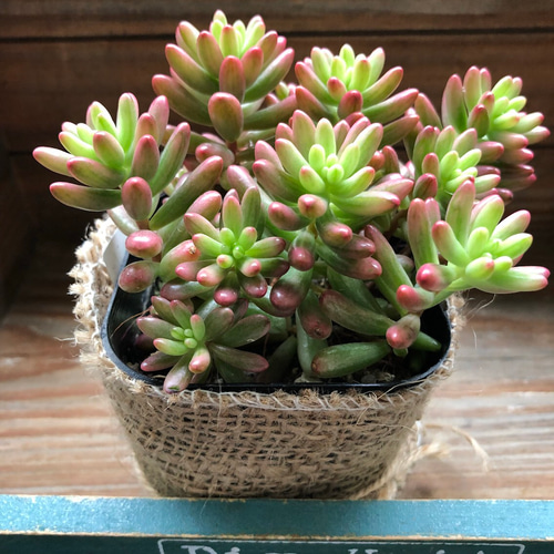 オーロラ♡紅葉します♡七色♡多肉植物♡セダム♡モリモリ アート