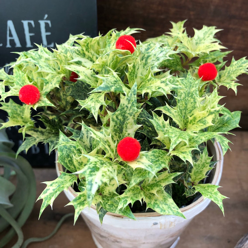 鉢付き♡五色ヒイラギ♡即完売♡クリスマス♡ガーデニング♡魔除け木に
